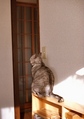necobitter『日めくり猫ら』まとめ 2011年5月分penf_1