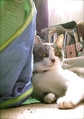 necobitter『日めくり猫ら』まとめ 2011年6月分agfa_830s_4