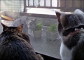 necobitter『日めくり猫ら』まとめ 2011年6月分agfa_830s_6