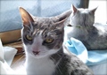 necobitter『日めくり猫ら』まとめ 2011年6月分agfa_830s_8