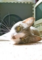 necobitter『日めくり猫ら』まとめ 2011年6月分agfa_830s_10