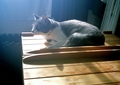 necobitter『日めくり猫ら』まとめ 2011年6月分polaroid_a520_1