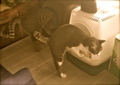 necobitter『日めくり猫ら』まとめ 2011年6月分polaroid_a520_7