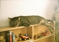 necobitter『日めくり猫ら』まとめ 2011年6月分polaroid_a520_8