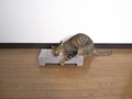 necobitter『日めくり猫ら』まとめ 2011年6月分olympus_e-520_3