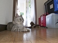 necobitter『日めくり猫ら』まとめ 2011年6月分olympus_e-520_4