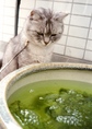 necobitter『日めくり猫ら』まとめ 2011年6月分klasse_s_5