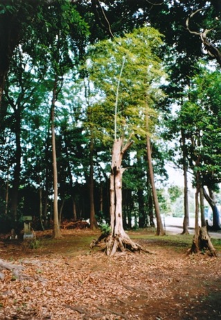 竹 in 木3