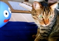 necobitter『日めくり猫ら』まとめ 2011年7月分AGFA Sensor 830s_6