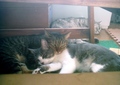 necobitter『日めくり猫ら』まとめ 2011年7月分Polaroid a520_2
