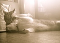necobitter『日めくり猫ら』まとめ 2011年7月分Polaroid a520_3