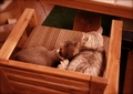 necobitter『日めくり猫ら』まとめ 2011年7月分FUJIFILM KLASSE S_1
