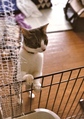 necobitter『日めくり猫ら』まとめ 2011年7月分FUJIFILM KLASSE S_4