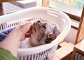 necobitter『日めくり猫ら』まとめ 2011年7月分FUJIFILM KLASSE S_5