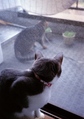 necobitter『日めくり猫ら』まとめ 2011年7月分FUJIFILM KLASSE S_7