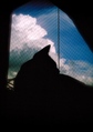 necobitter『日めくり猫ら』まとめ 2011年8月分polaroid_a520_1