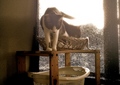 necobitter『日めくり猫ら』まとめ 2011年8月分polaroid_a520_3