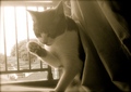 necobitter『日めくり猫ら』まとめ 2011年8月分polaroid_a520_5