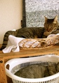 necobitter『日めくり猫ら』まとめ 2011年8月分agfa_sensor830s_1