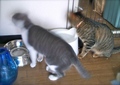 necobitter『日めくり猫ら』まとめ 2011年8月分agfa_sensor830s_2