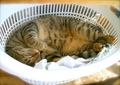 necobitter『日めくり猫ら』まとめ 2011年8月分agfa_sensor830s_3