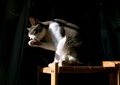 necobitter『日めくり猫ら』まとめ 2011年8月分agfa_sensor830s_5