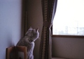 necobitter『日めくり猫ら』まとめ 2011年8月分klasse_s_4