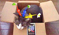 necobitterの猫ら写真まとめ 2011.09_nintendo_3ds