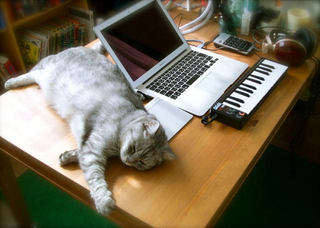 猫がパソコンに乗らず、飼い主はもふもふできる机。1