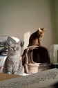 necobitterの猫ら写真まとめ 2011.11_SIGMA DP1