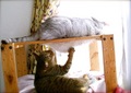 necobitterの猫ら写真まとめ 2011.11AGFA 830s-2