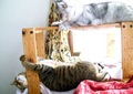 necobitterの猫ら写真まとめ 2011.11AGFA 830s-3