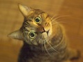 necobitterの猫ら写真まとめ 2011.11_OLYMPUS E-520