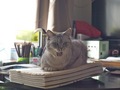 necobitterの猫ら写真まとめ 2011.12_2_e-520