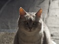 necobitterの猫ら写真まとめ 2011.12_4_e-520