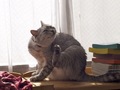 necobitterの猫ら写真まとめ 2011.12_7_e-520