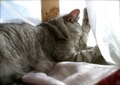 necobitterの猫ら写真まとめ 2011.12_8_agfa830s