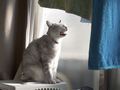 necobitterの猫ら写真まとめ 2012.01_E-520-1