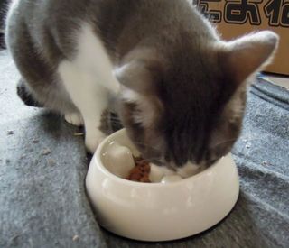 猫用・ゆっくり食べれる食器を使ってみた。-1