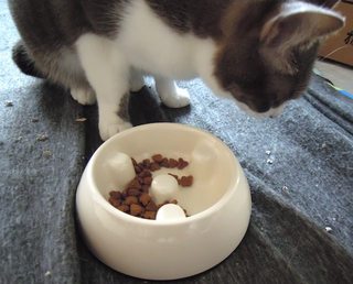 猫用・ゆっくり食べれる食器を使ってみた。-3