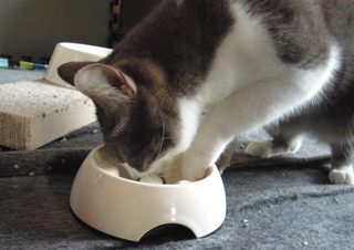 猫用・ゆっくり食べれる食器を使ってみた。-5