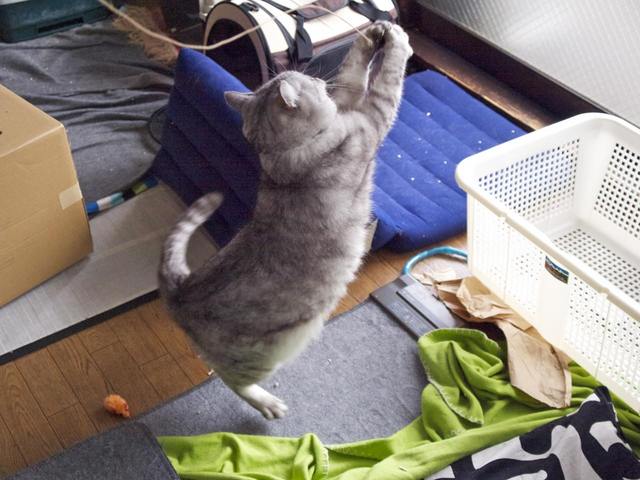 necobitterの猫ら写真まとめ 2012.03_E-520-3