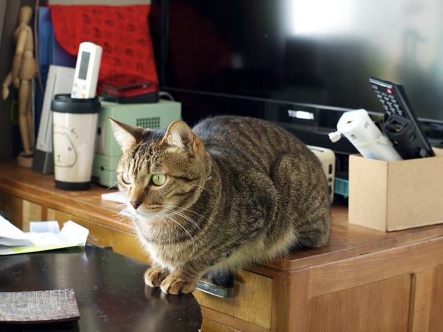 necobitterの猫ら写真まとめ 2012.03_E-520-2