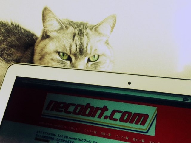 necobitterの猫ら写真まとめ 2012.03_iPod touch-2