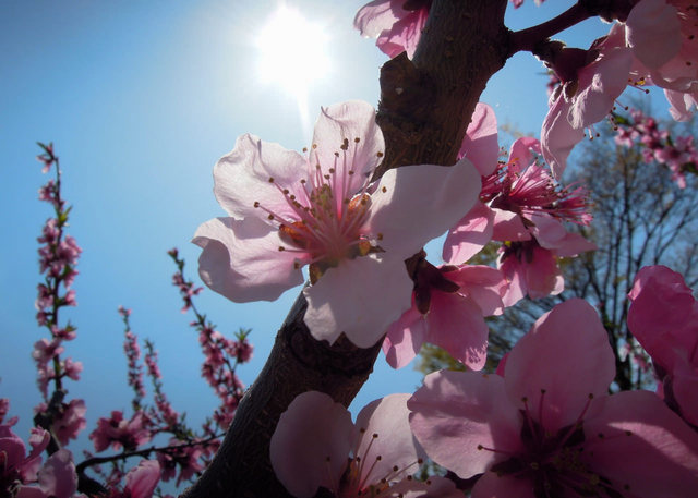 Nikon P300『花盛りフルーツ公園 その１』-1.jpg