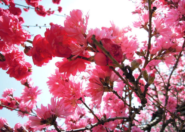 Nikon P300『花盛りフルーツ公園 その１』-3.jpg