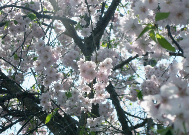 Nikon P300『花盛りフルーツ公園 その１』-5.jpg