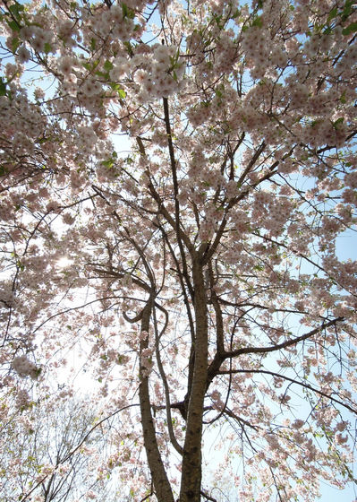 Nikon P300『花盛りフルーツ公園 その１』-6.jpg