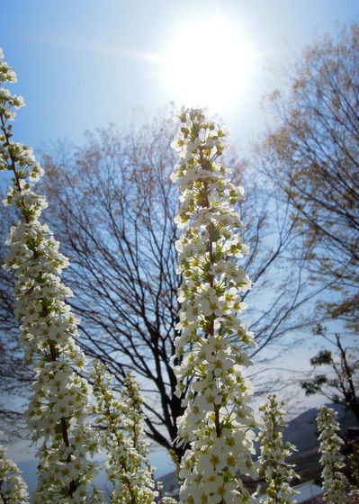 Nikon P300『花盛りフルーツ公園 その１』-7.jpg