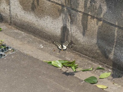20120516jikka_4_mini
